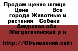 Продам щенка шпица.  › Цена ­ 15 000 - Все города Животные и растения » Собаки   . Амурская обл.,Магдагачинский р-н